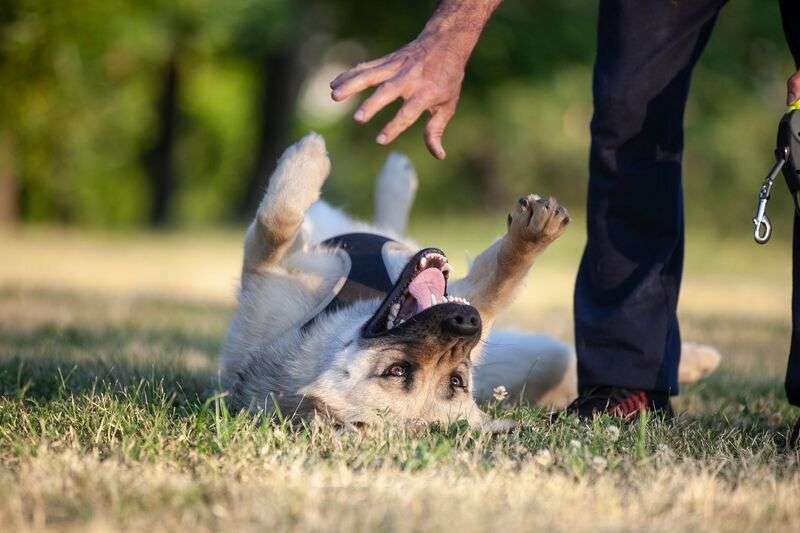 Собаки в Москве: Молодой метис акиты и восточно-европейской овчарки в добрые руки Мальчик, Бесплатно - фото 6