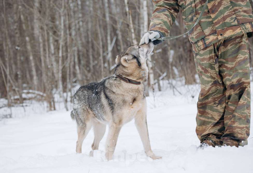 Собаки в Москве: Собака-компаньон, добрый мальчик в поисках семьи Мальчик, Бесплатно - фото 6