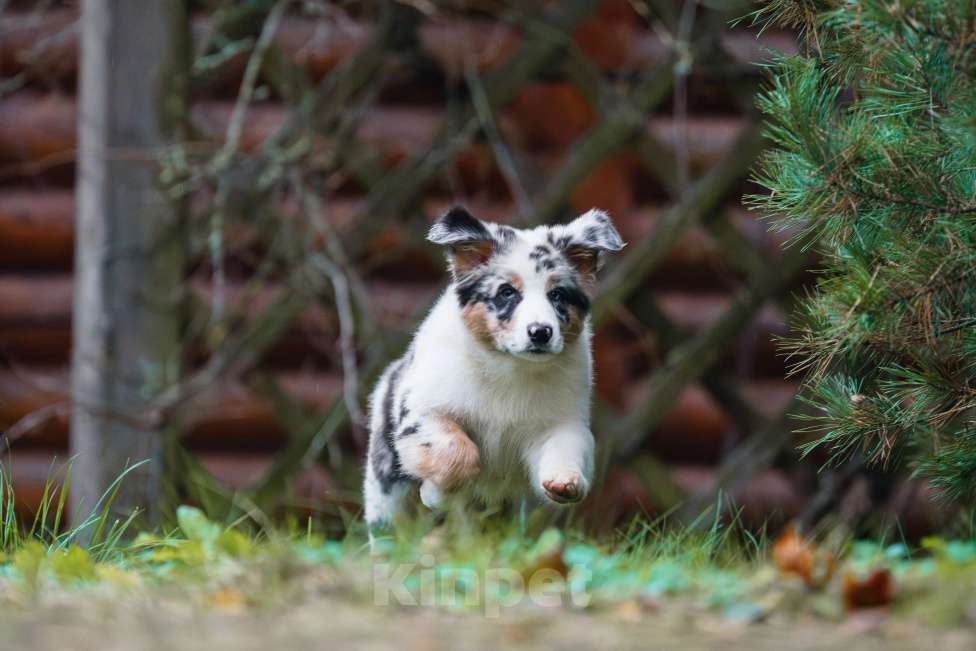 Собаки в Звенигороде: Австралийская овчарка (аусси) Мальчик, 90 000 руб. - фото 1