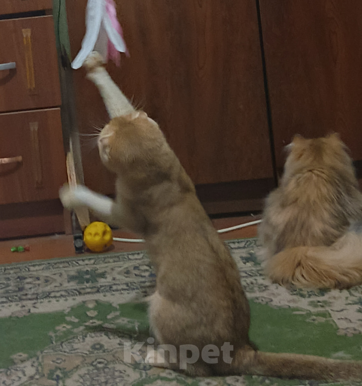 Кошки в других городах Ленинградской области: Шотланская вислоухая кошечка Девочка, 25 000 руб. - фото 4