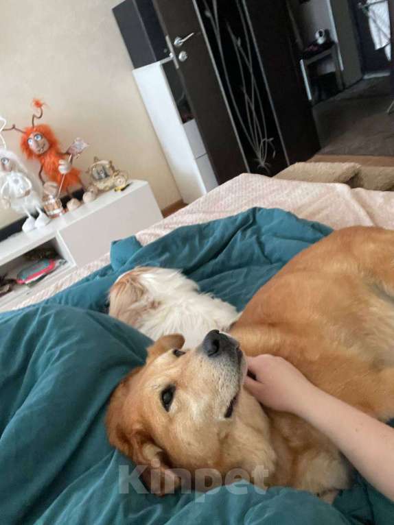 Собаки в Санкт-Петербурге: Даром в добрые руки Мальчик, Бесплатно - фото 6