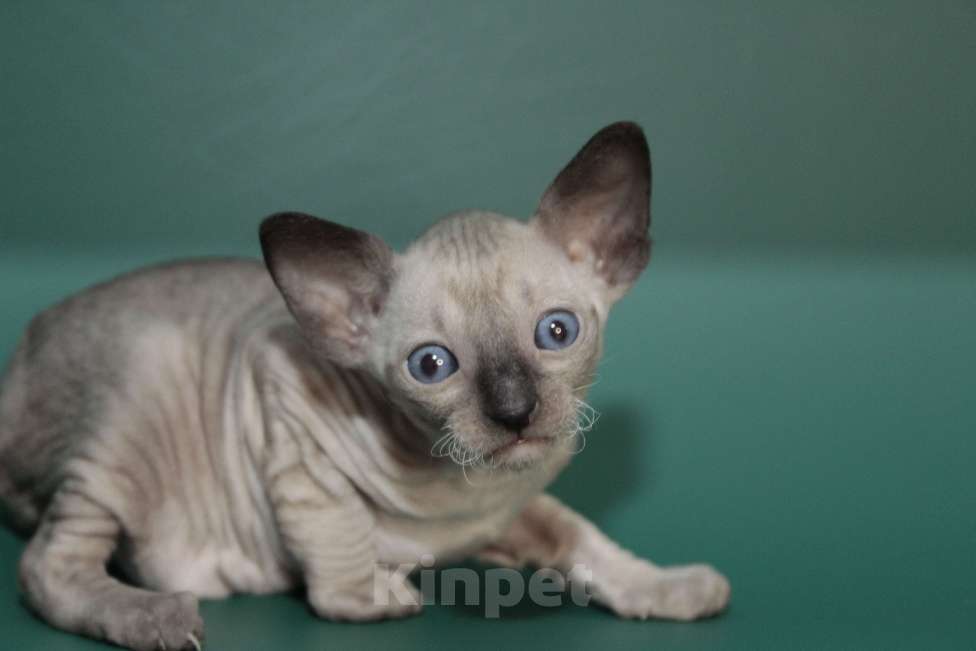 Кошки в Москве: Котик редкий окрас с аквамариновыми глазами Мальчик, 80 000 руб. - фото 4