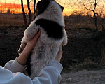 Собаки в Санкт-Петербурге: Симпатичный щенок мальчик ищет дом Мальчик, Бесплатно - фото 7