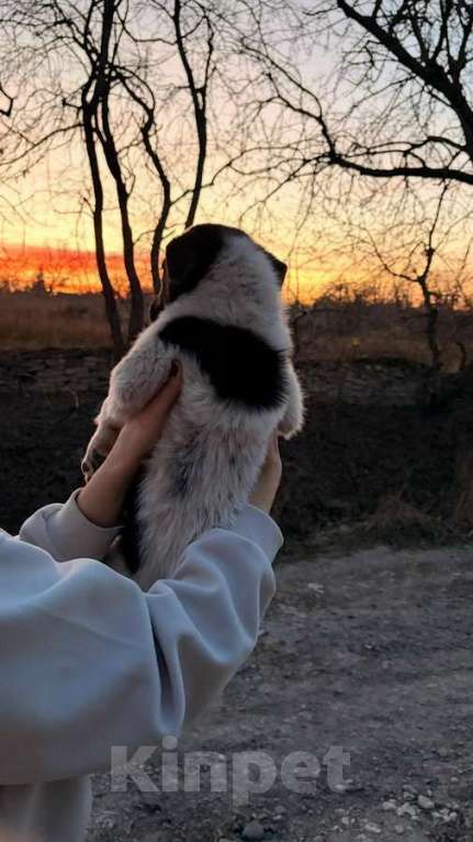 Собаки в Санкт-Петербурге: Симпатичный щенок мальчик ищет дом Мальчик, Бесплатно - фото 7