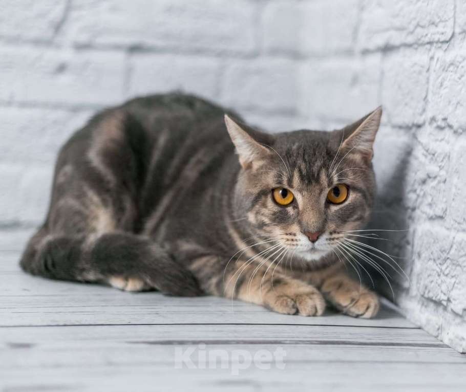 Кошки в Москве: Сава ждет семью Мальчик, Бесплатно - фото 4