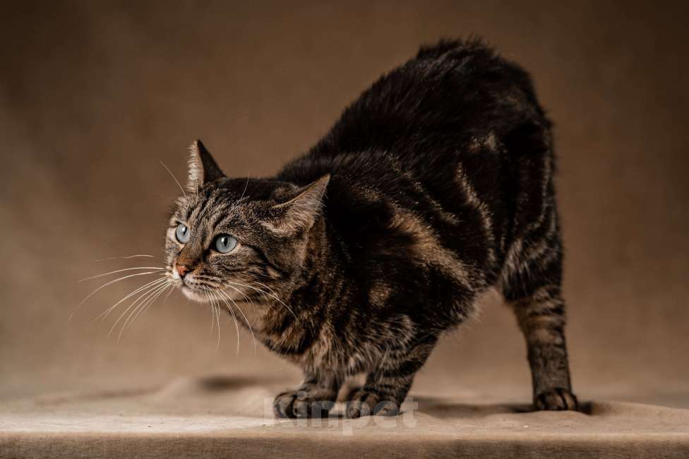 Кошки в Клине: Мурка — своенравная кошечка для истинных ценителей Девочка, Бесплатно - фото 2