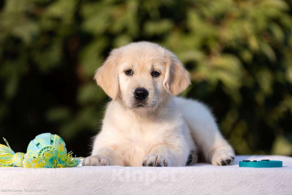 Собаки в Москве: Щенок золотистого ретривера девочка из питомника в Москве Девочка, 70 000 руб. - фото 4
