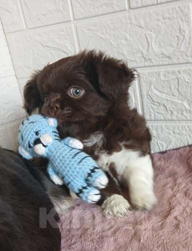 Собаки в Иркутске: Продаю щенков чихуахуа длинношерстных Девочка, 55 000 руб. - фото 2