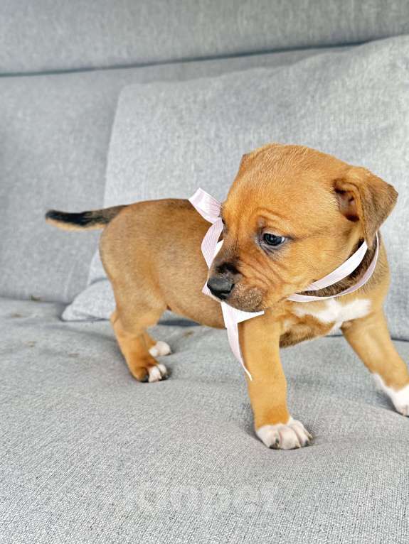 Собаки в других городах Калининградской области: Ривви Девочка, Бесплатно - фото 5