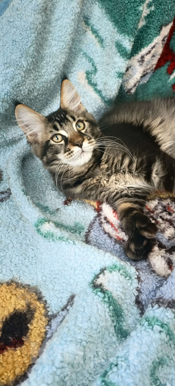 Кошки в Нижнем Новгороде: Полидакт мейн кун Мальчик, 30 000 руб. - фото 3