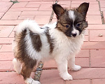 Собаки в Владивостоке: щенок папийона Мальчик, 50 000 руб. - фото 3