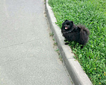 Собаки в Санкт-Петербурге: Шпиц, вязка, 4 000 руб. - фото 2