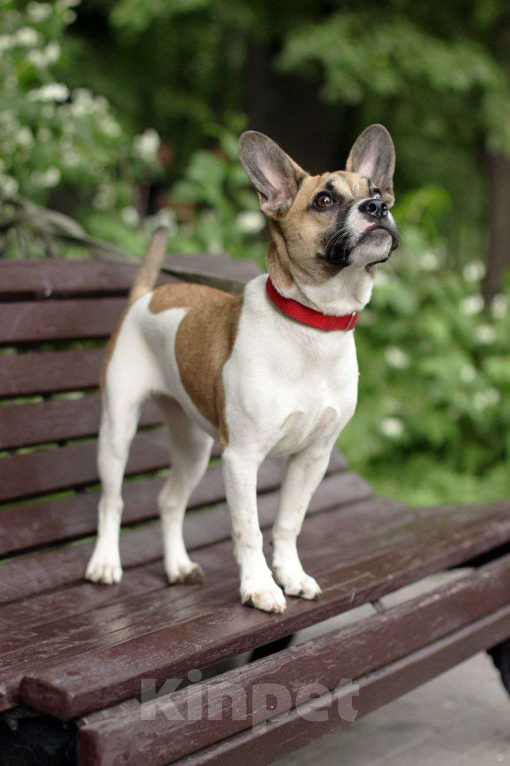 Собаки в Москве: милая ушастая Черри ищет дом Девочка, Бесплатно - фото 5