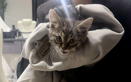 Котенок в добрые руки