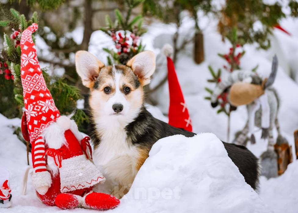 Собаки в Новосибирске: Вельш Корги Пемброк Джуди Хопс Девочка, 65 000 руб. - фото 6