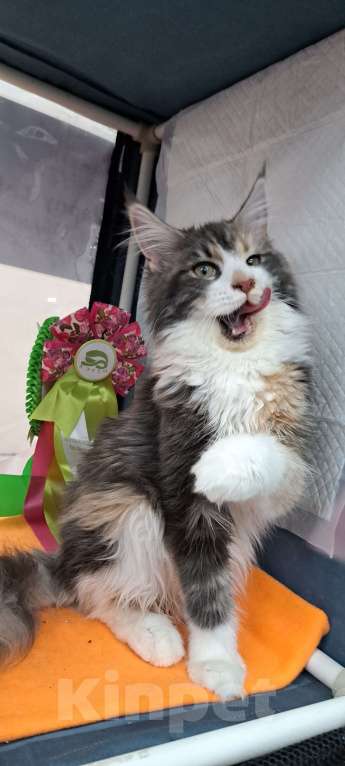 Кошки в Москве: Маленькие рыси Девочка, 90 000 руб. - фото 2