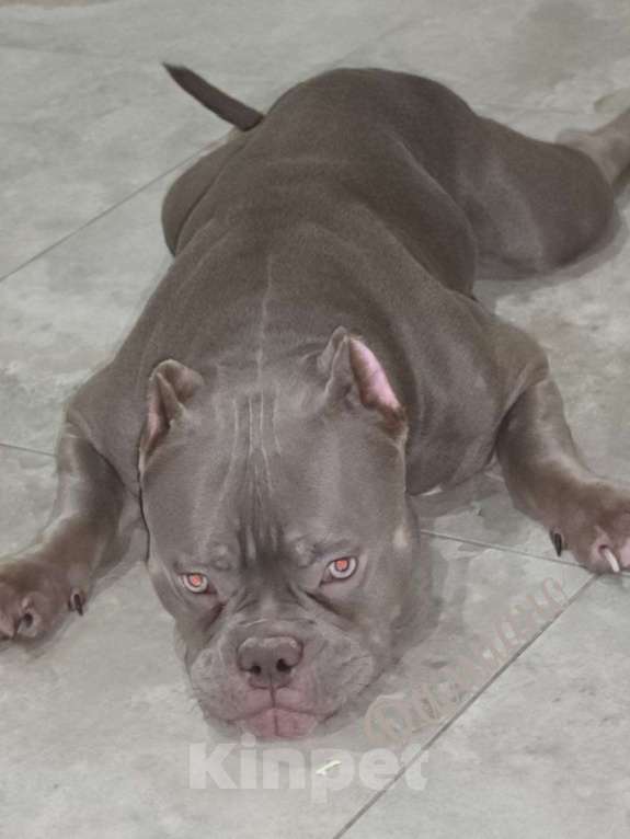 Собаки в Тюмени: Американский булли микро и микро экзот Девочка, 80 000 руб. - фото 2