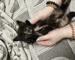 Кошки в Ульяновске: Девочка Девочка, Бесплатно - фото 2