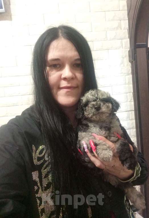 Собаки в Брянске: Шикарные щенки той пуделя🥰 Девочка, 40 000 руб. - фото 1