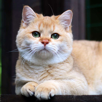 Объявление: Продается котенок мальчик золотая шиншилла, 25 000 руб., Москва
