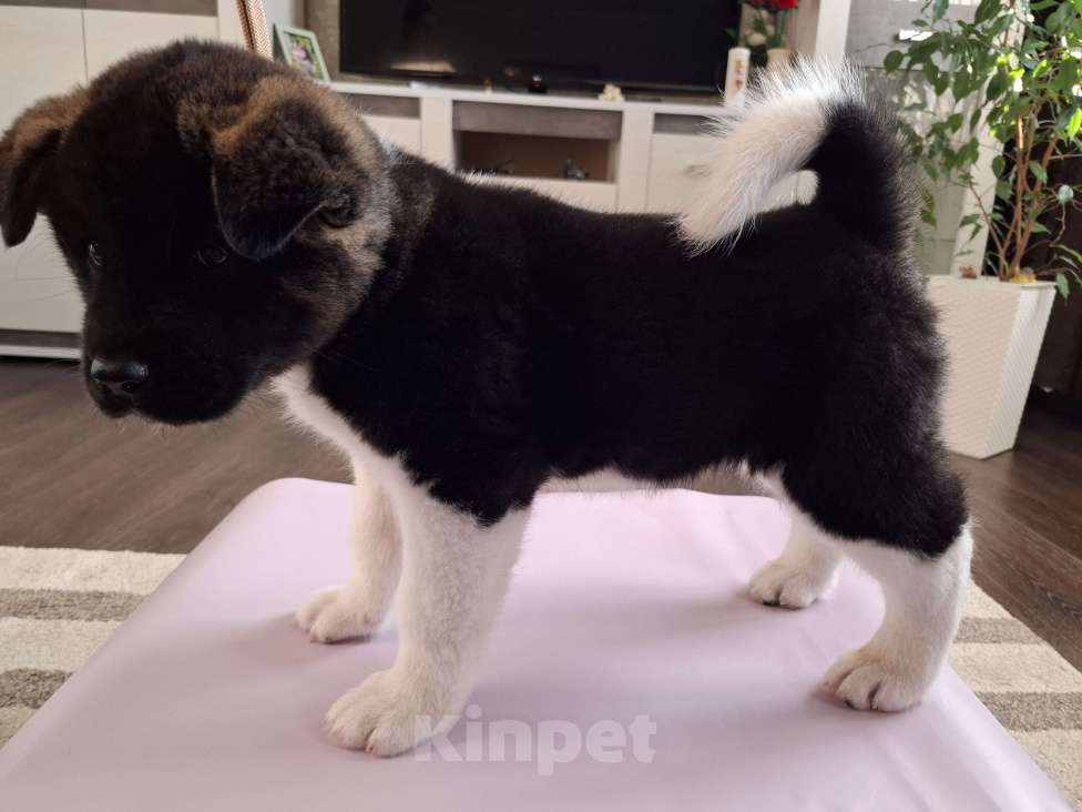 Собаки в Москве: Щенок американской акиты  Девочка, 45 000 руб. - фото 3