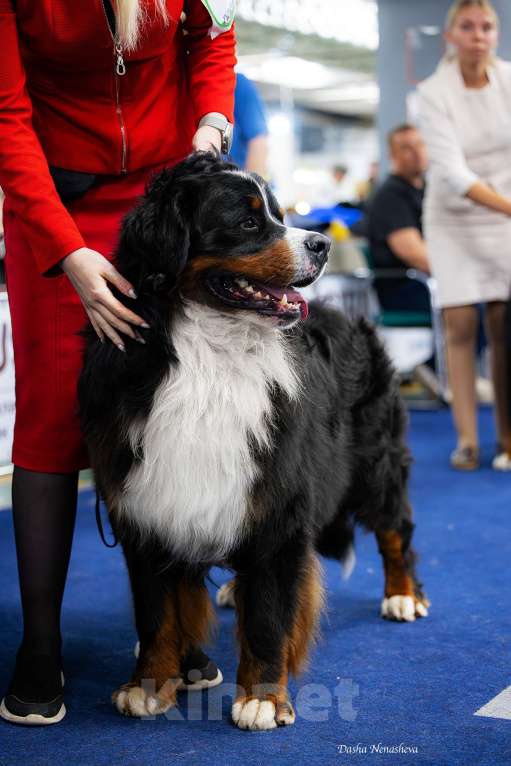 Собаки в Москве: Девочка Бернский зенненхунд  Девочка, 120 000 руб. - фото 10