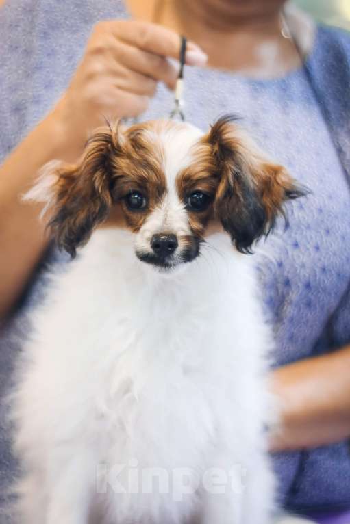 Собаки в Москве: щенки папийона и фалена Девочка, Бесплатно - фото 6