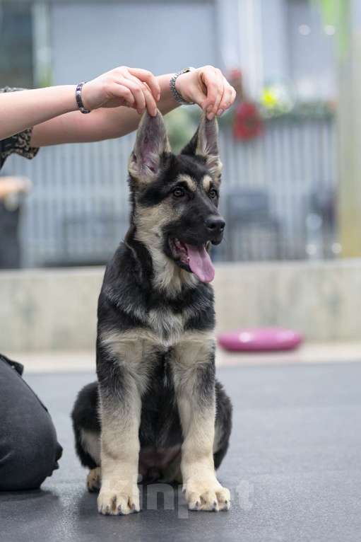 Собаки в Челябинске: Наука из Третьяковской галереи Девочка, 40 000 руб. - фото 4