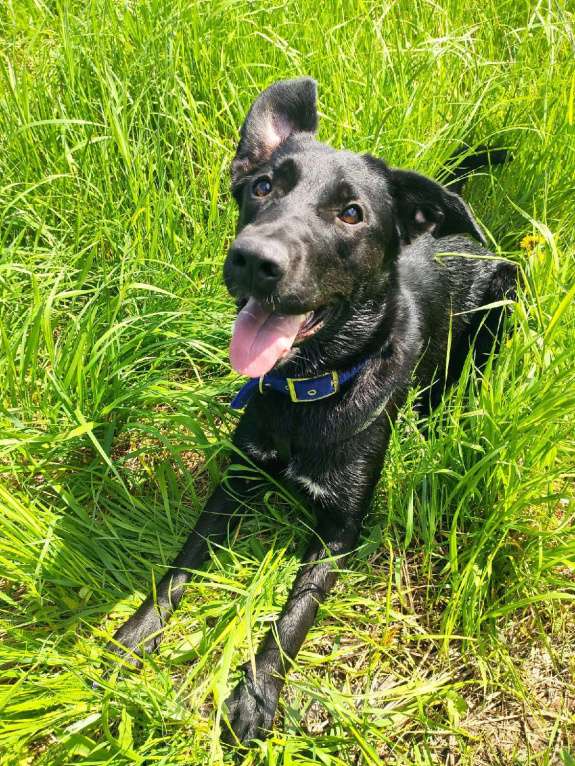 Собаки в Великом Новгороде: Отдам собаку в добрые руки Девочка, Бесплатно - фото 3