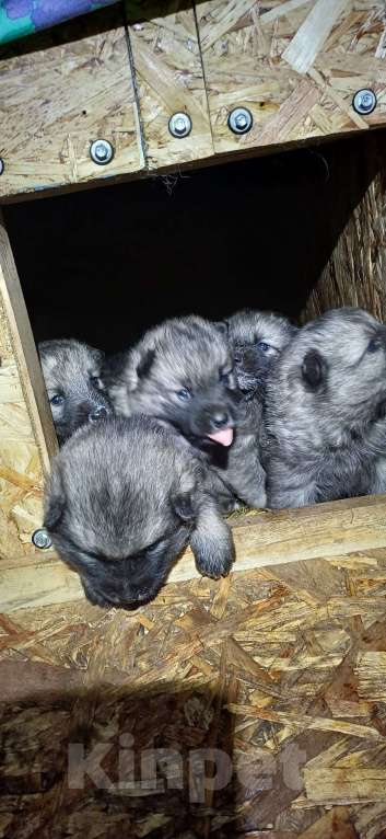 Собаки в Пыти-Яхе: Продажа Мальчик, 25 000 руб. - фото 3