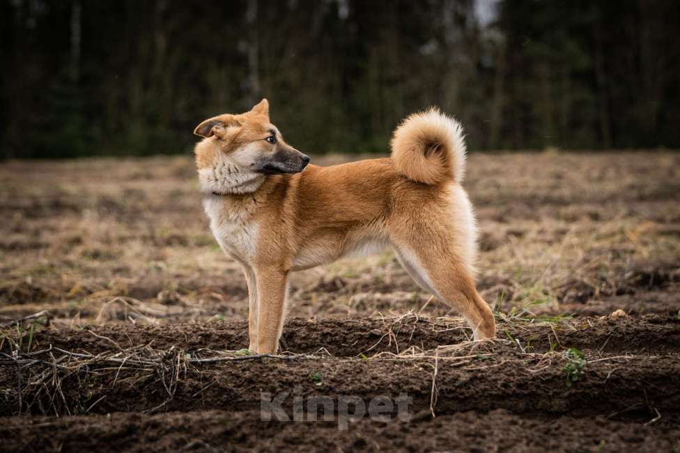 Собаки в Клине: Хеди — настоящая искорка счастья Девочка, Бесплатно - фото 7