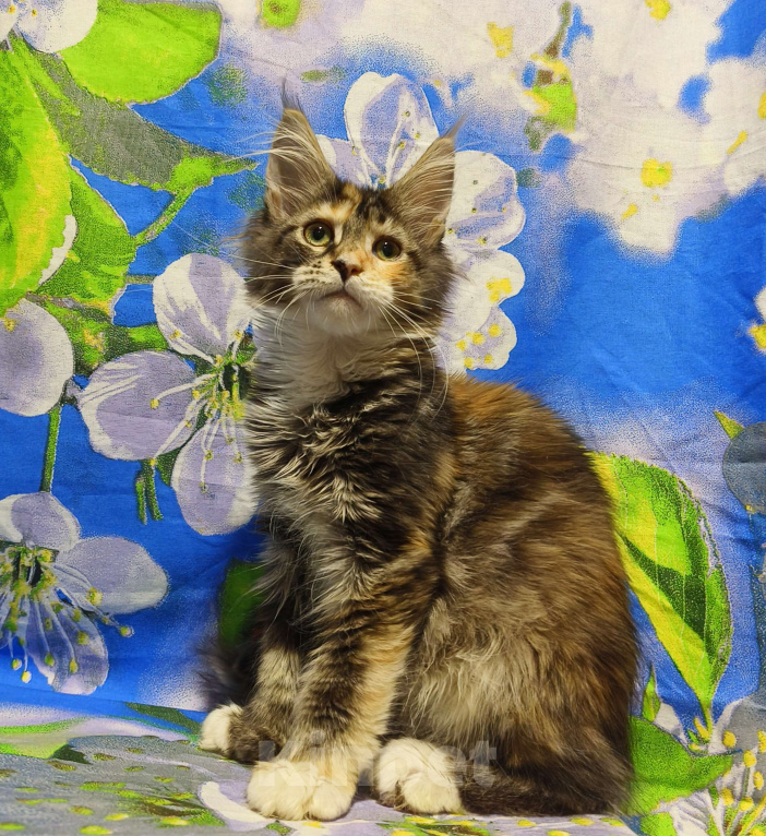 Кошки в Москве: Котёнок Мейн-кун Полидакт Девочка Девочка, 90 000 руб. - фото 6