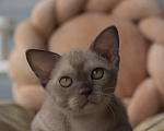 Кошки в Москве: Бурманский котенок Мальчик, Бесплатно - фото 2