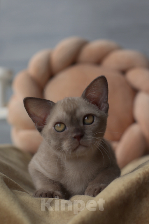 Кошки в Москве: Бурманский котенок Мальчик, Бесплатно - фото 2