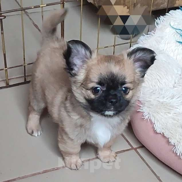 Собаки в других городах Калужской области: Шикарный мальчик чихуахуа Мальчик, 50 000 руб. - фото 2