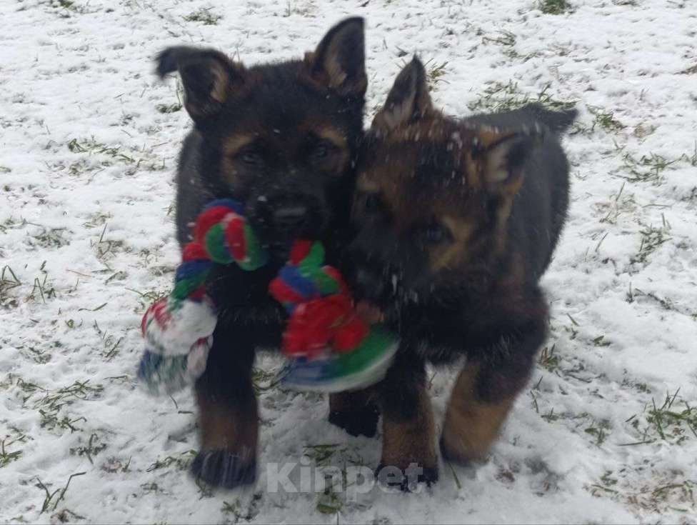 Собаки в Москве: щенки немецкой овчарки  Девочка, 50 000 руб. - фото 6