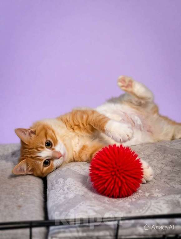 Кошки в Санкт-Петербурге: Очаровательная малышка для души Девочка, Бесплатно - фото 1