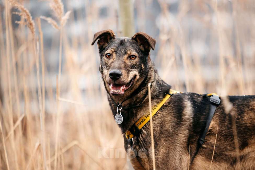 Собаки в Москве: Искренний и добрый пёсик из приюта в добрые руки Мальчик, Бесплатно - фото 4