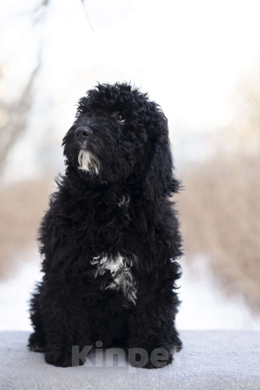 Собаки в Санкт-Петербурге: БЭТМЕН Мальчик, 220 000 руб. - фото 1