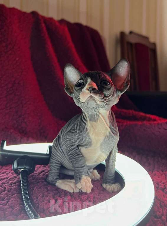 Кошки в Воронеже: Канадский сфинкс котёнок Девочка, 15 000 руб. - фото 6