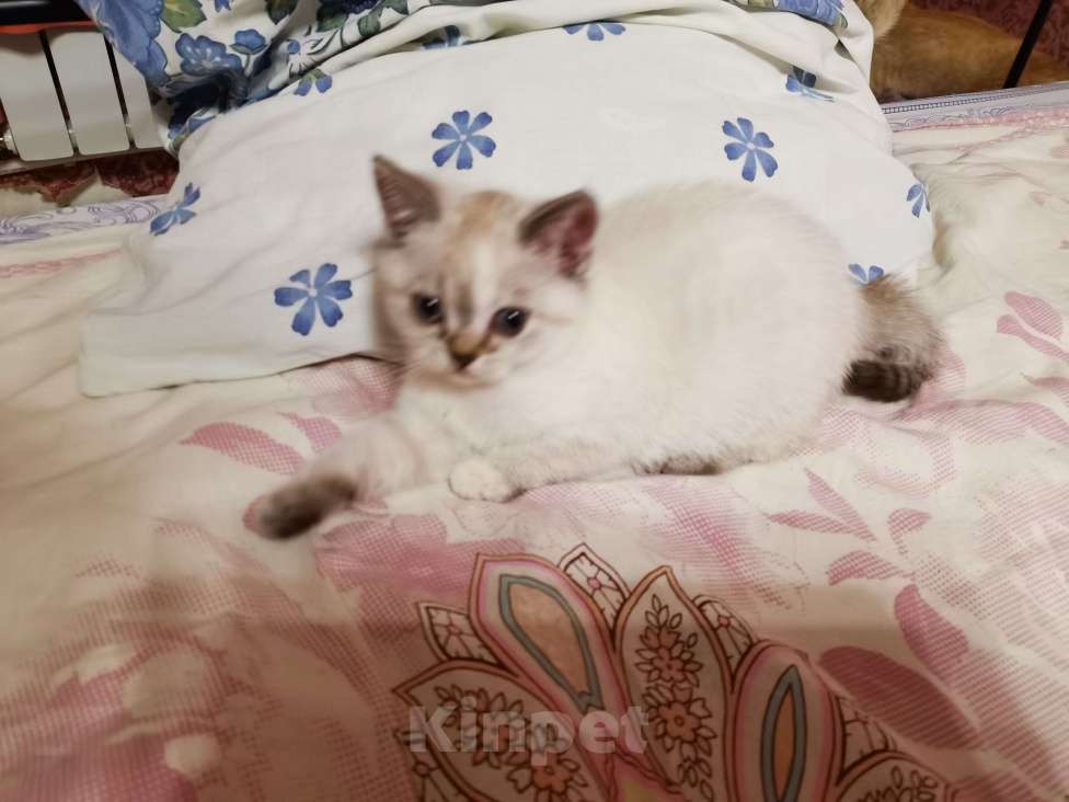 Кошки в Москве: Шотландский котёнок Девочка  Девочка, 10 000 руб. - фото 3