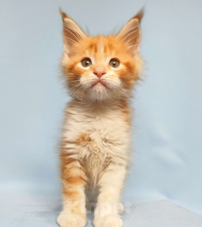 Кошки в Москве: Котята Мейн-Кун Мальчик Мальчик, 70 000 руб. - фото 4