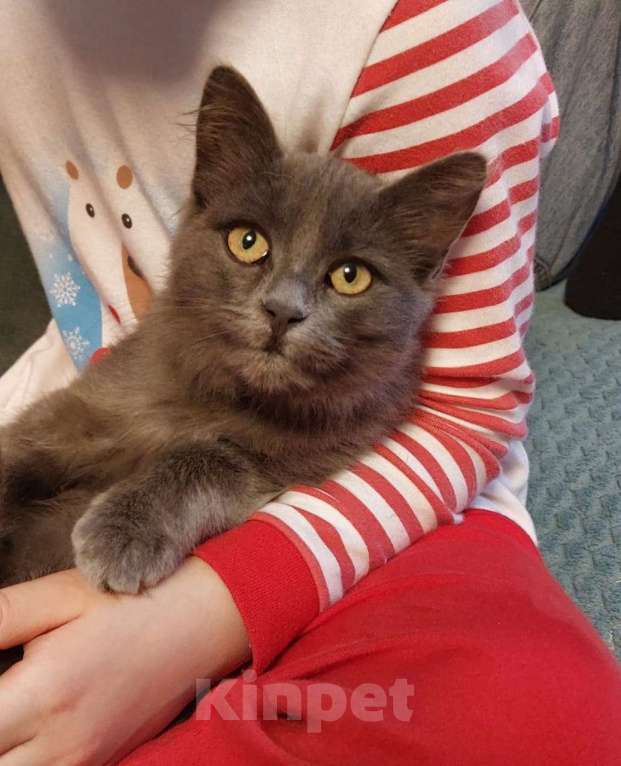 Кошки в Санкт-Петербурге: Красивая пушистая кошечка-подросток Девочка, Бесплатно - фото 3