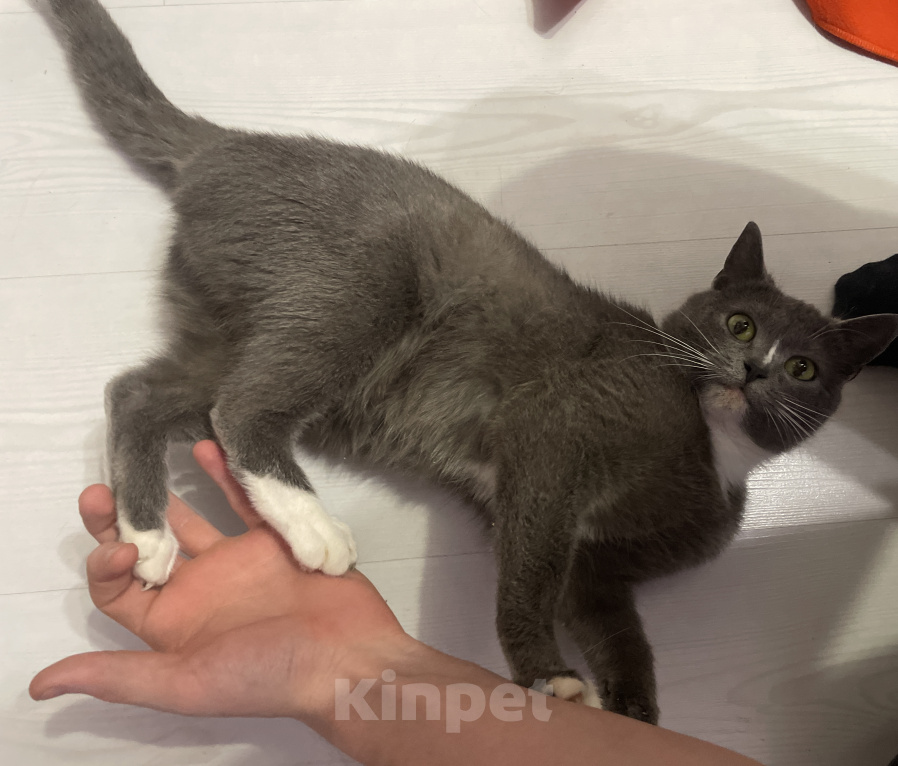 Кошки в Краснодаре: Нашел кошечку, хочу отдать в хорошие руки Девочка, Бесплатно - фото 3