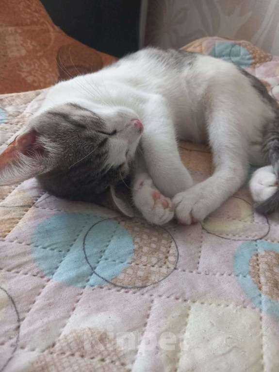 Кошки в Новосибирске: Суперласковый Василек Мальчик, Бесплатно - фото 5