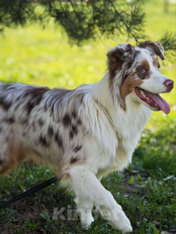 Собаки в Москве: Ищем семью для щенка Аусси Мальчик, 35 000 руб. - фото 4