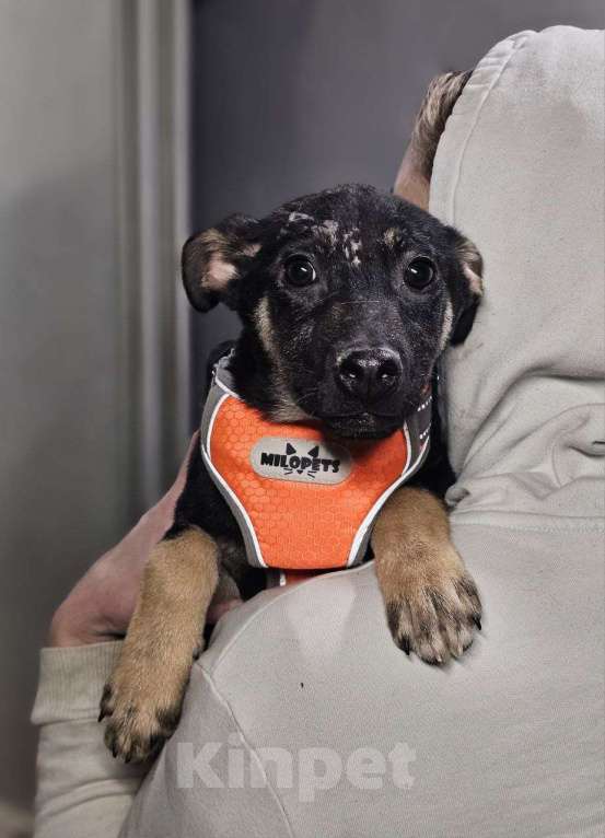 Собаки в Санкт-Петербурге: Забавный щенок Мишаня в дар Мальчик, Бесплатно - фото 2