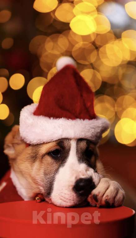 Собаки в Москве: Алабай шикарная сука щенок  Девочка, Бесплатно - фото 4