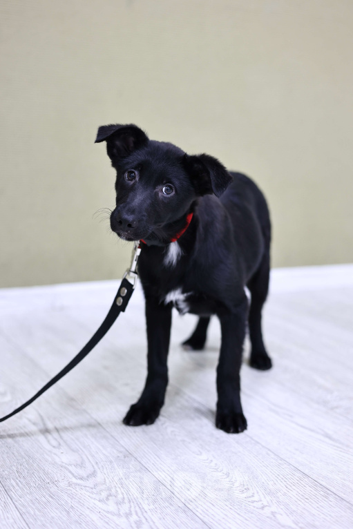 Собаки в Москве: Щенки бесплатно в Москве Девочка, Бесплатно - фото 6