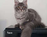 Кошки в Сочи: котята Мейн-Кун Мальчик, 30 000 руб. - фото 3